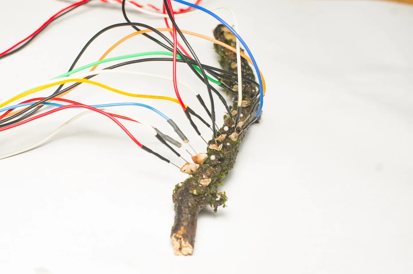 🔹🔺🔸 Myceliumcomputere, immobiliseret sæd og litterær ligestilling