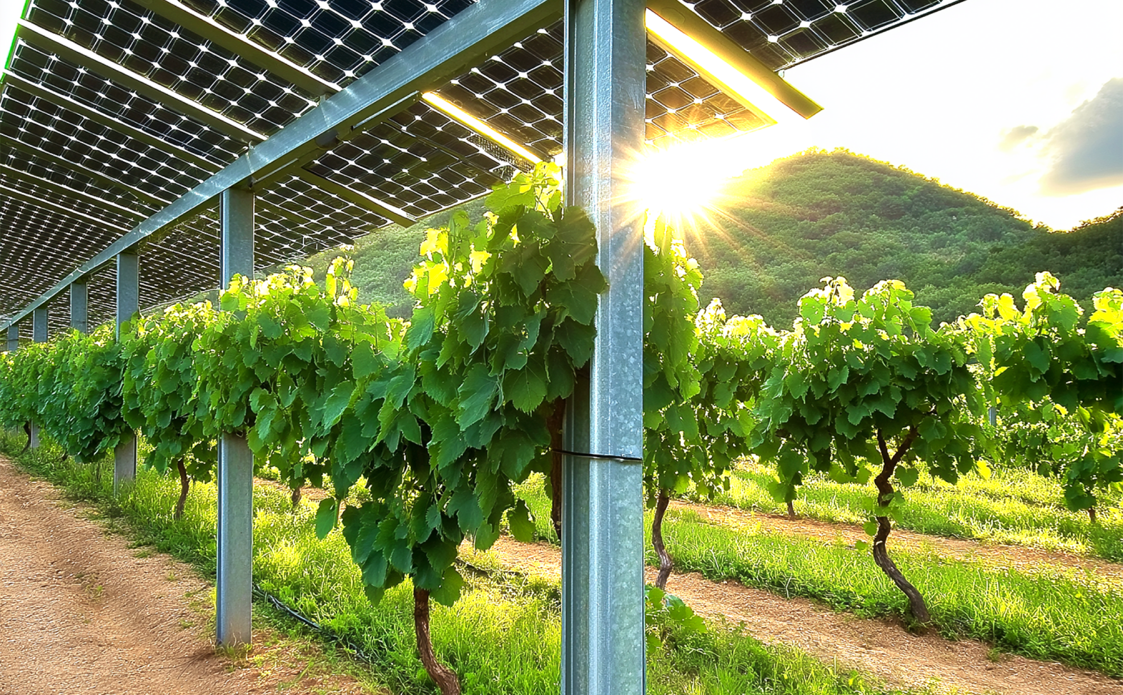 🔹🔺🔸 Solceller booster vinhøst og ladere øger omsætning