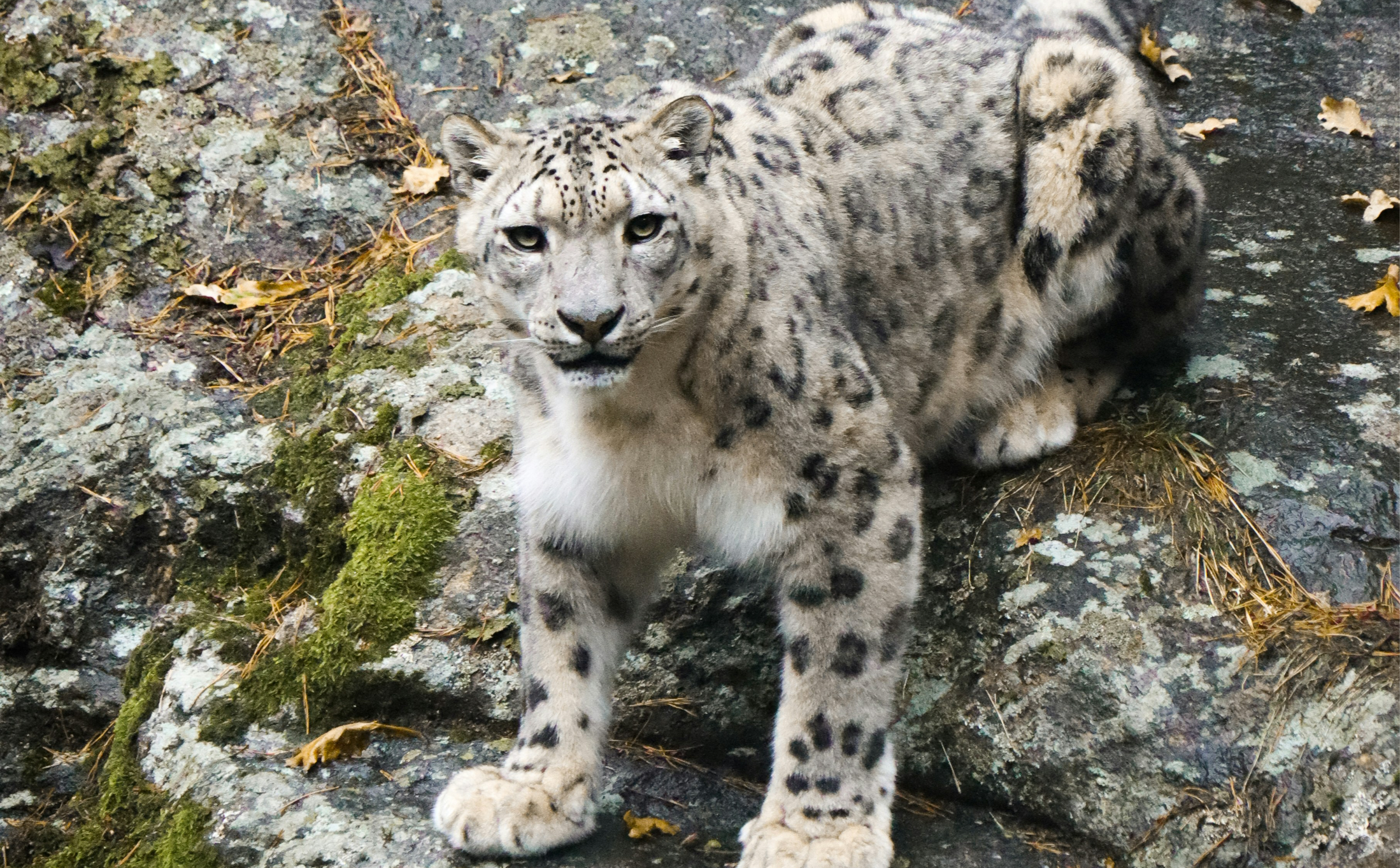 🔹🔺🔸 Sneleoparder og en menneskehed på bølgelængde