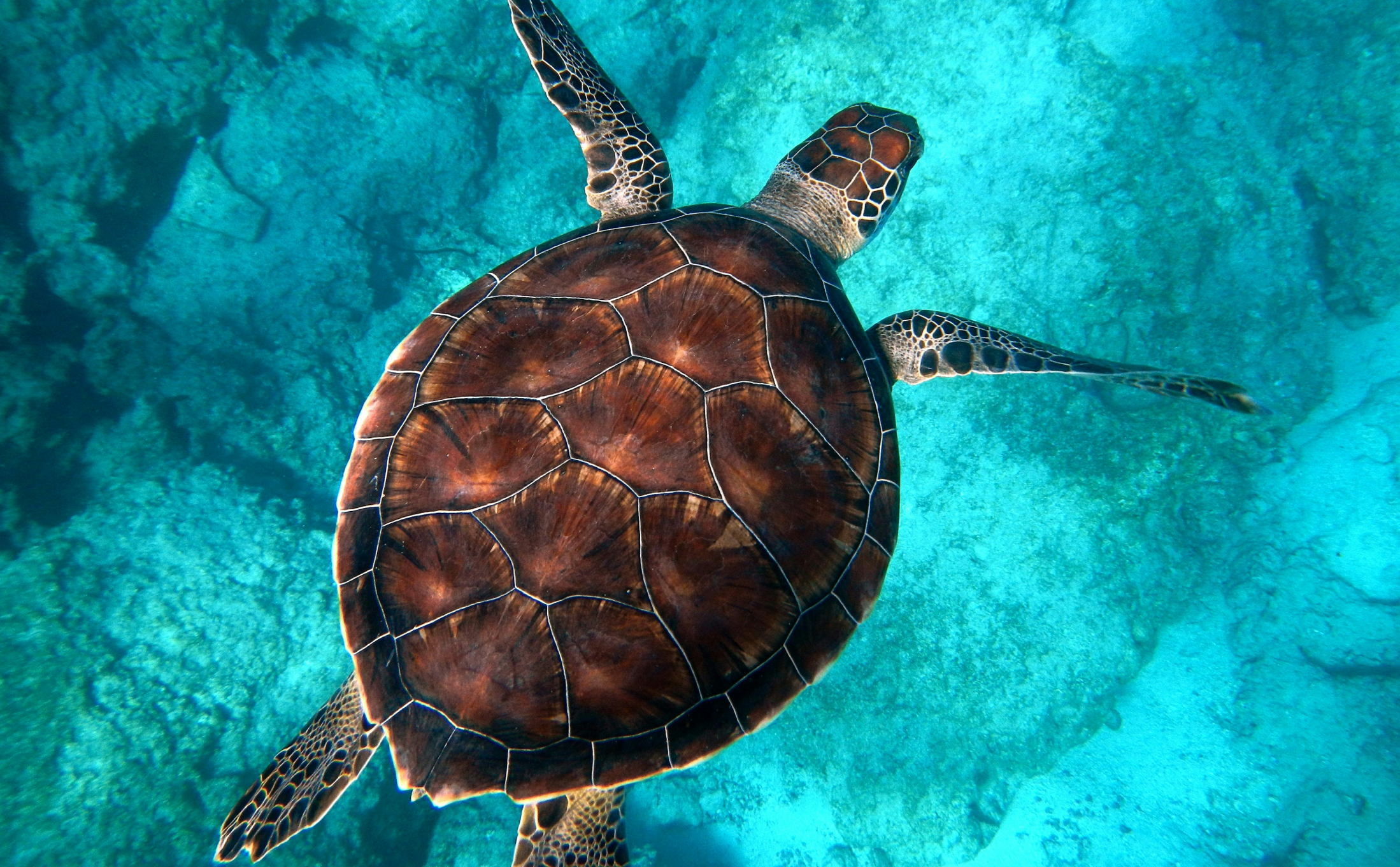 🔹🔺🔸 Suppeskildpadder, psykedelisk tofu og forløst utopi